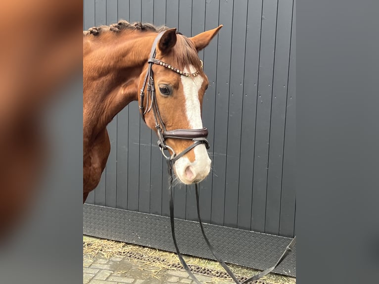 Hanoverian Mare 14 years 16,1 hh Chestnut-Red in Hamm