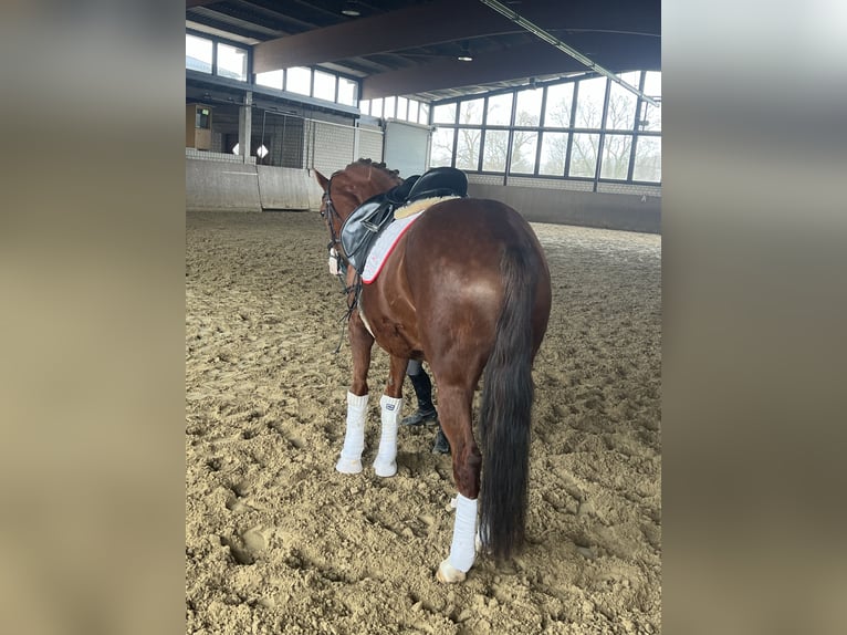Hanoverian Mare 14 years 16,1 hh Chestnut-Red in Hamm