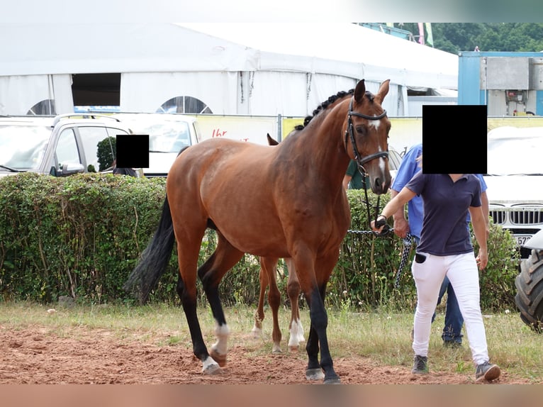 Hanoverian Mare 14 years 16,2 hh Brown in Saarbrücken