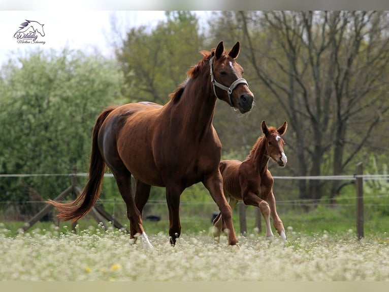 Hanoverian Mare 14 years 16,2 hh Chestnut in Eilenburg