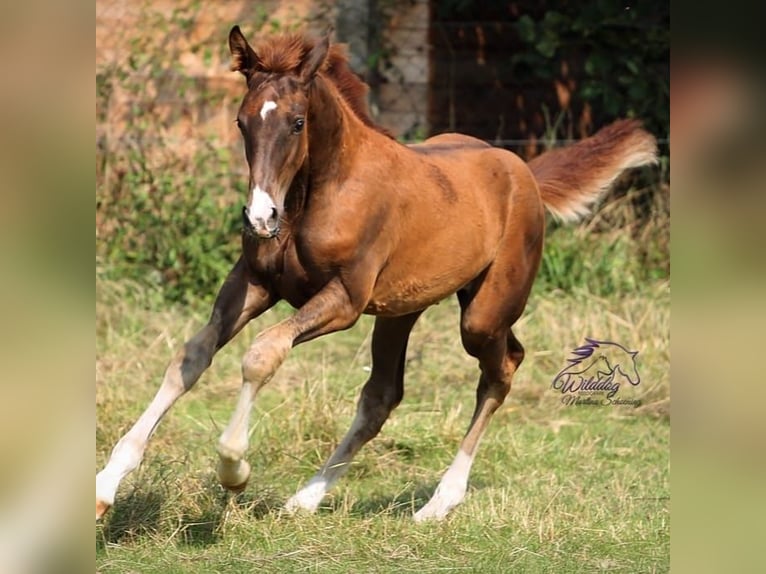 Hanoverian Mare 14 years 16,2 hh Chestnut in Eilenburg