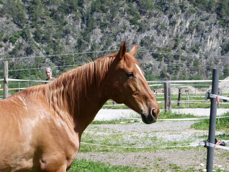 Hanoverian Mare 14 years 16,2 hh Chestnut-Red in Stams