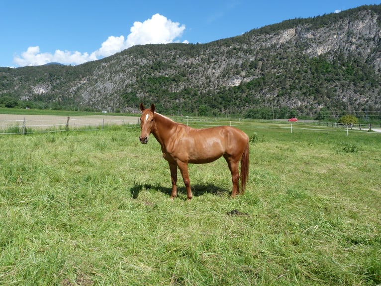 Hanoverian Mare 14 years 16,2 hh Chestnut-Red in Stams