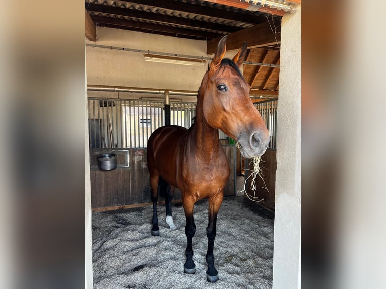 Hanoverian Mare 14 years 16.3 hh Bay-Dark in Wallisellen