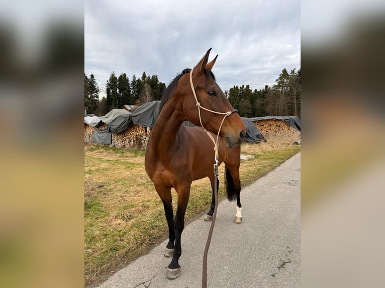 Hanoverian Mare 14 years 16.3 hh Bay-Dark in Wallisellen