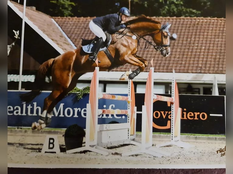 Hanoverian, Mare, 14 years, 16.3 hh, Chestnut-Red