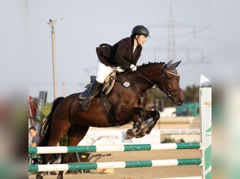 Hanoverian Mare 14 years 16 hh Bay-Dark in Waldfeucht