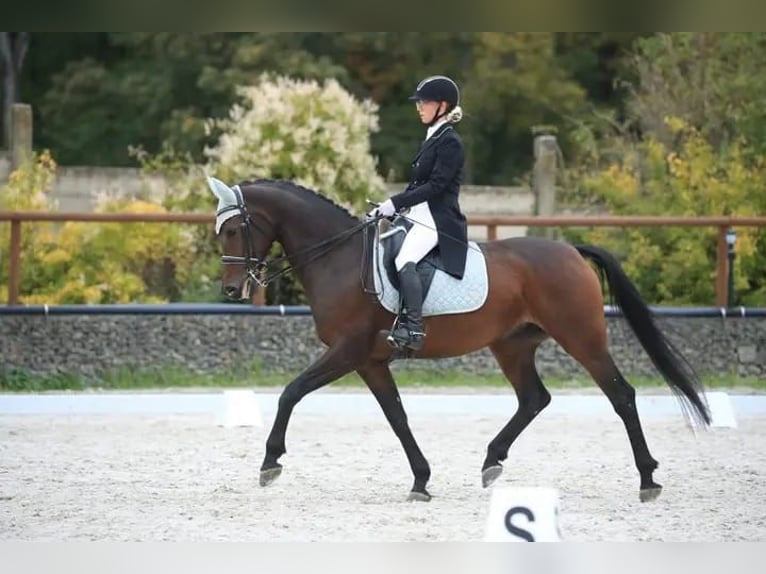 Hanoverian Mare 14 years 16 hh Brown in Br&#xFC;nn