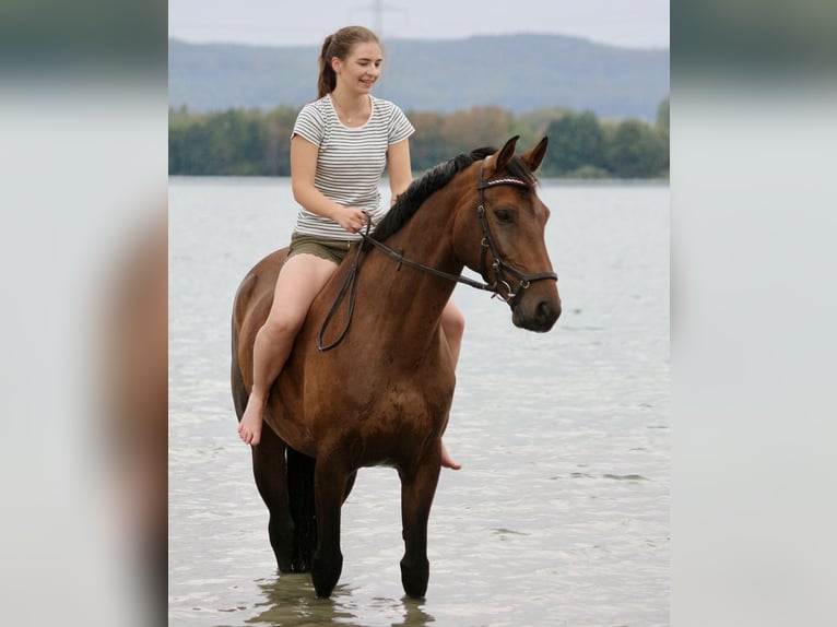 Hanoverian Mare 14 years 16 hh Brown in Habichtswald
