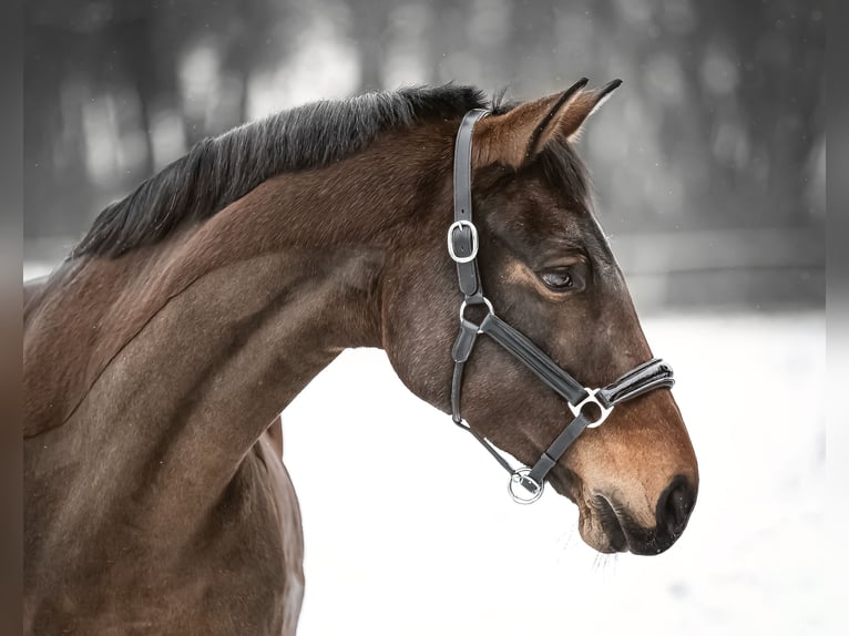 Hanoverian Mare 14 years 16 hh Brown in Habichtswald