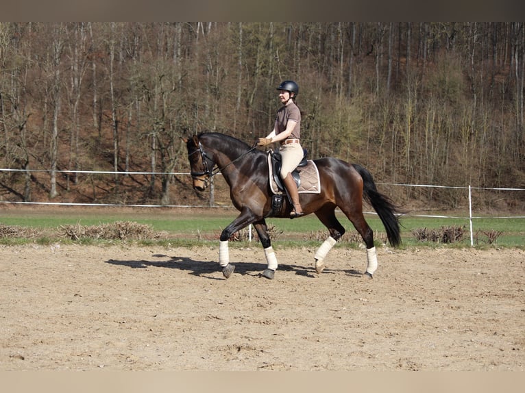 Hanoverian Mare 14 years 16 hh Brown in Habichtswald