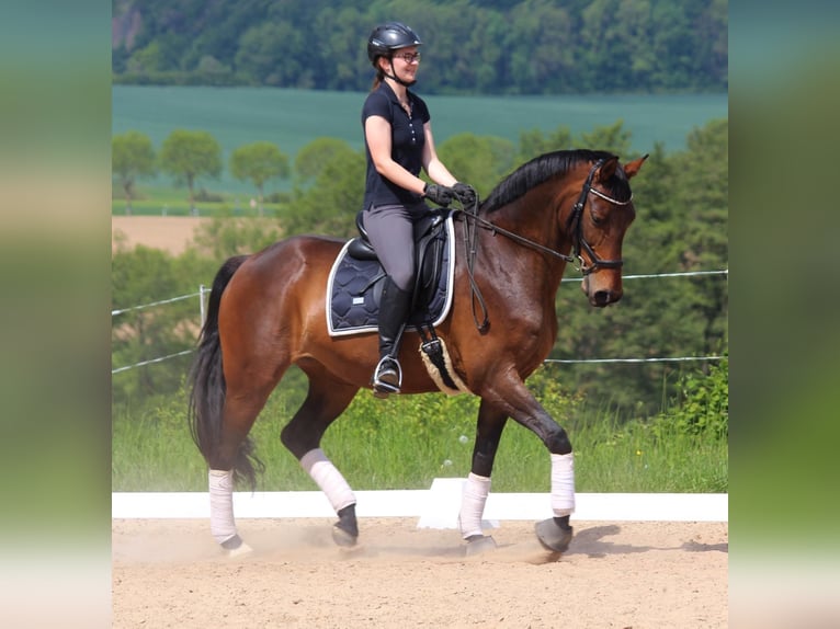 Hanoverian Mare 14 years 16 hh Brown in Habichtswald