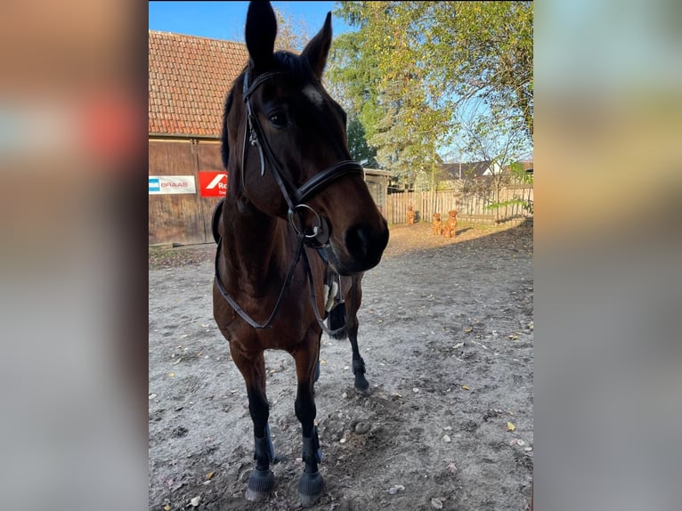 Hanoverian Mare 14 years 16 hh Brown in Malschwitz