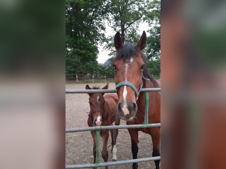 Hanoverian Mare 14 years 16 hh Brown in Zehdenick