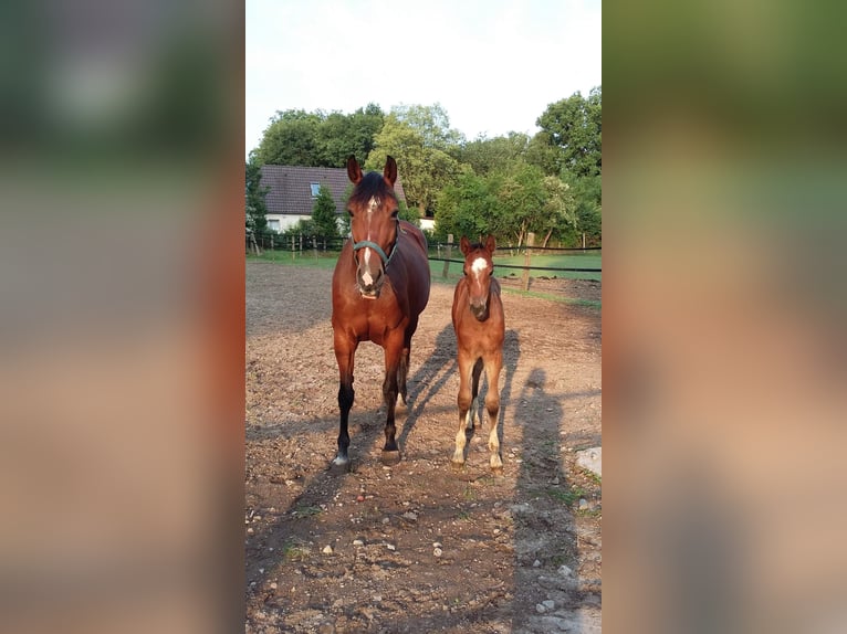 Hanoverian Mare 14 years 16 hh Brown in Zehdenick