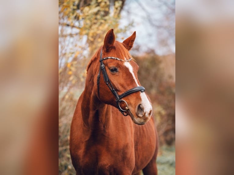 Hanoverian Mare 14 years 16 hh Chestnut-Red in Reichenbach