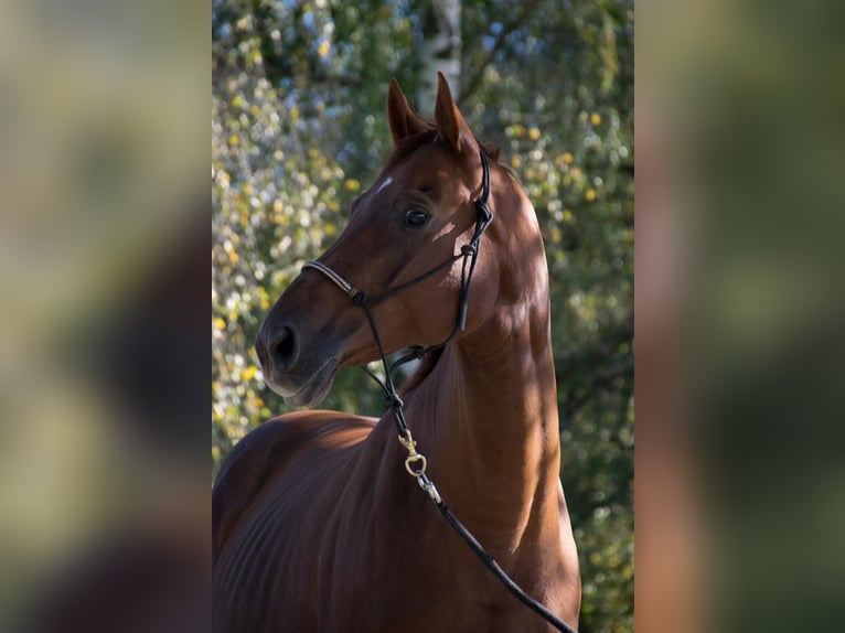 Hanoverian Mare 14 years 16 hh Chestnut-Red in Trostberg