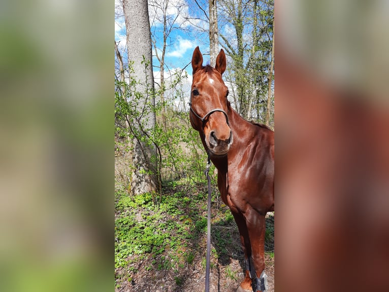 Hanoverian Mare 14 years 16 hh Chestnut-Red in Trostberg