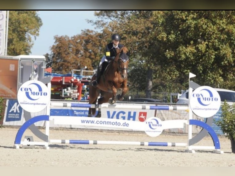 Hanoverian Mare 14 years 16 hh Chestnut-Red in Harsum