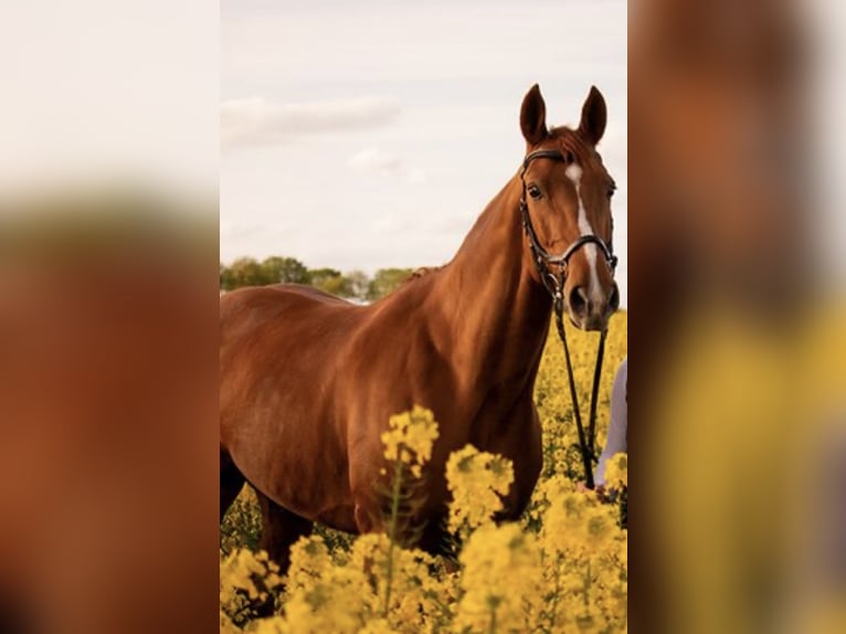 Hanoverian Mare 14 years 16 hh Chestnut-Red in Harsum
