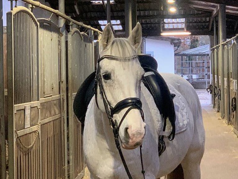 Hanoverian Mare 14 years 16 hh Gray in Verden (Aller)