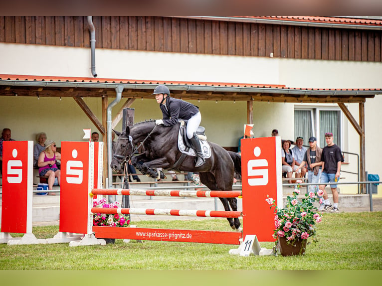 Hanoverian Mare 14 years 16 hh Smoky-Black in Mechtersen