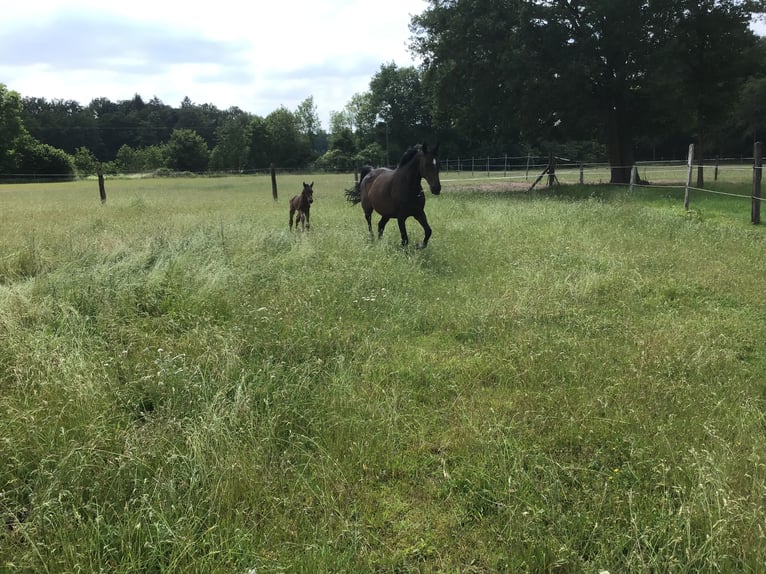 Hanoverian Mare 14 years 16,1 hh Bay-Dark in Warendorf