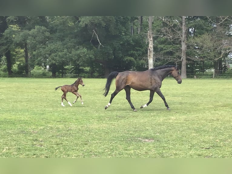Hanoverian Mare 14 years 16,1 hh Bay-Dark in Warendorf