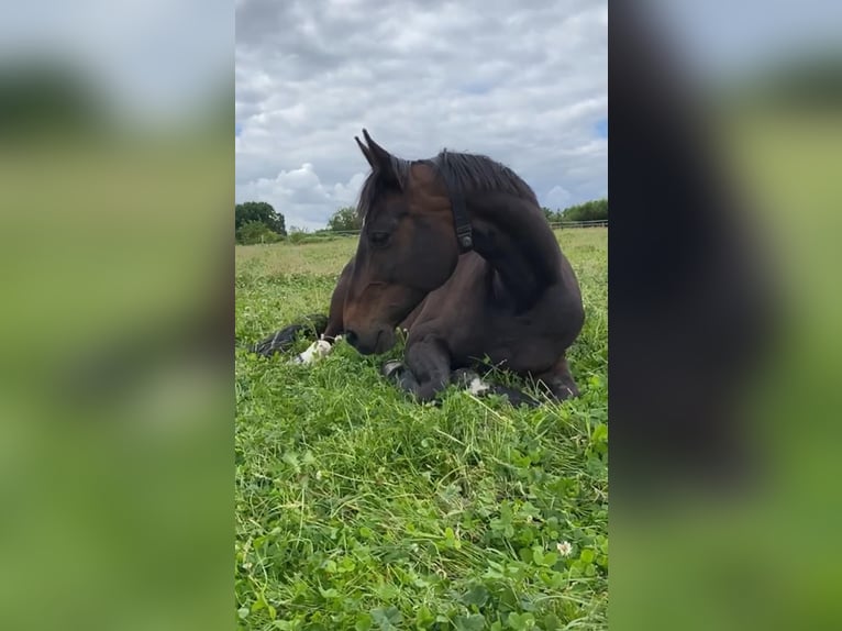 Hanoverian Mare 14 years 16,1 hh Bay-Dark in Arnsberg