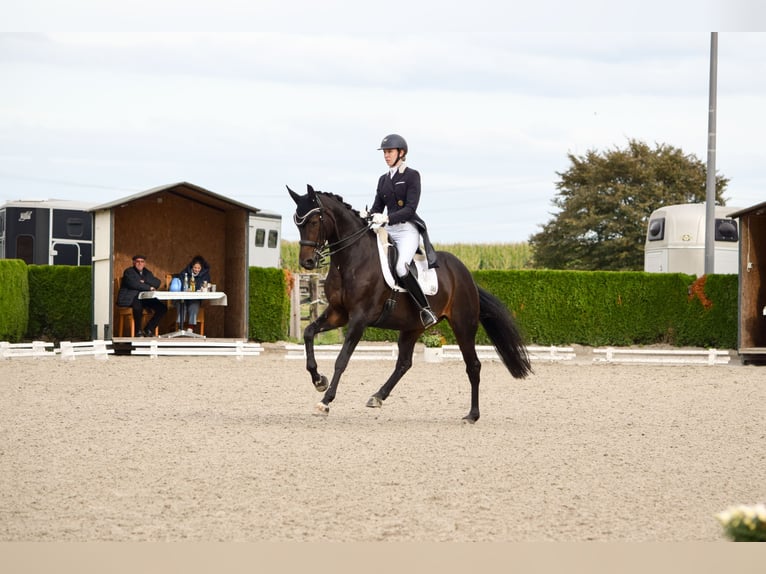 Hanoverian Mare 14 years 16,1 hh Bay-Dark in Willich