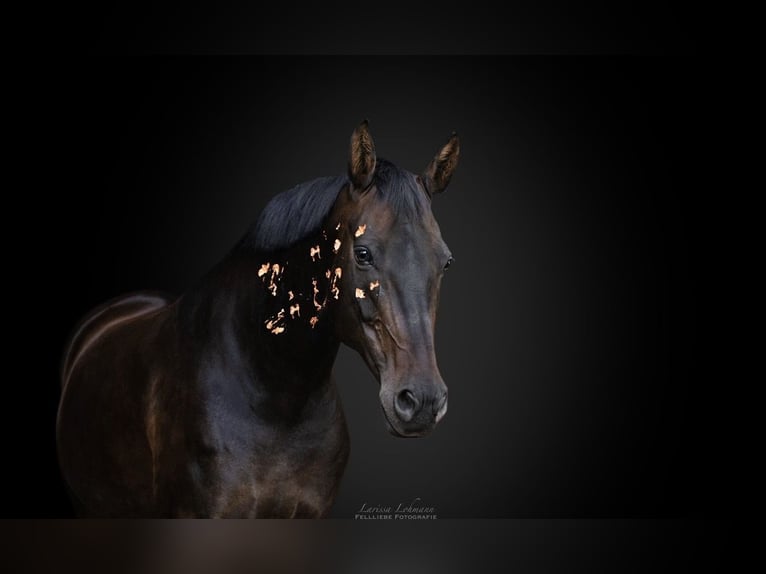 Hanoverian Mare 14 years 16,1 hh Bay-Dark in Bad Münder am Deister