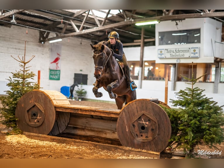 Hanoverian Mare 14 years 16,1 hh Bay-Dark in Westerstede