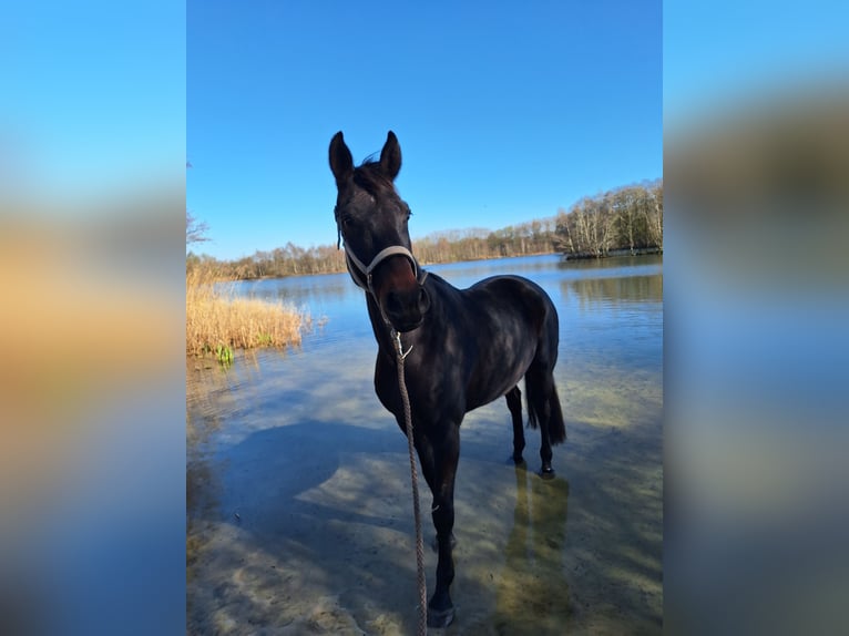 Hanoverian Mare 14 years 16,1 hh Bay-Dark in Westerstede