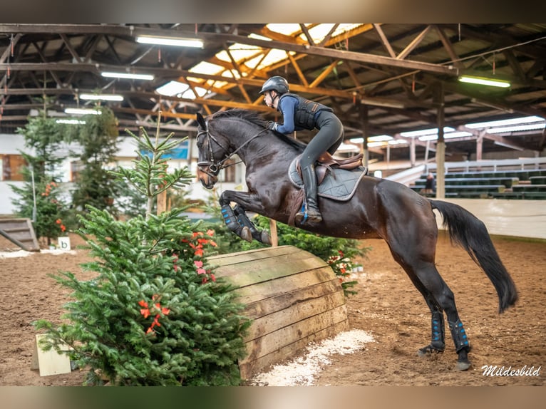 Hanoverian Mare 14 years 16,1 hh Bay-Dark in Westerstede