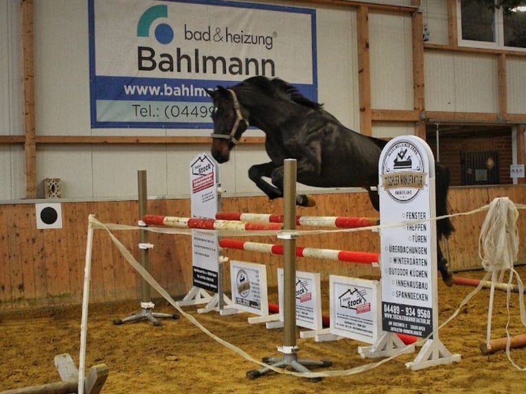 Hanoverian Mare 14 years 16,1 hh Bay-Dark in Westerstede