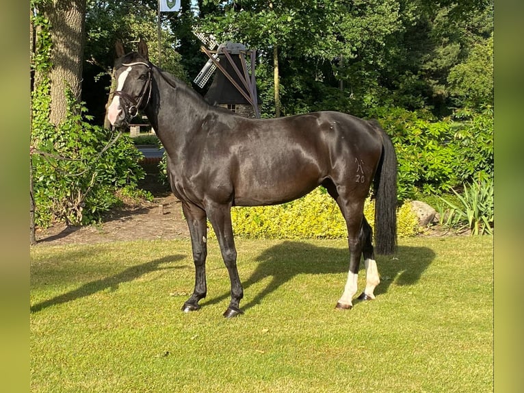 Hanoverian Mare 14 years 16,1 hh Black in Hamburg Groß Flottbek