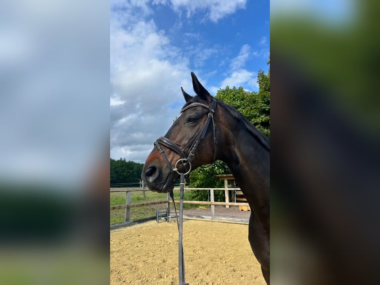 Hanoverian Mare 14 years 16,1 hh Brown in Arnsberg