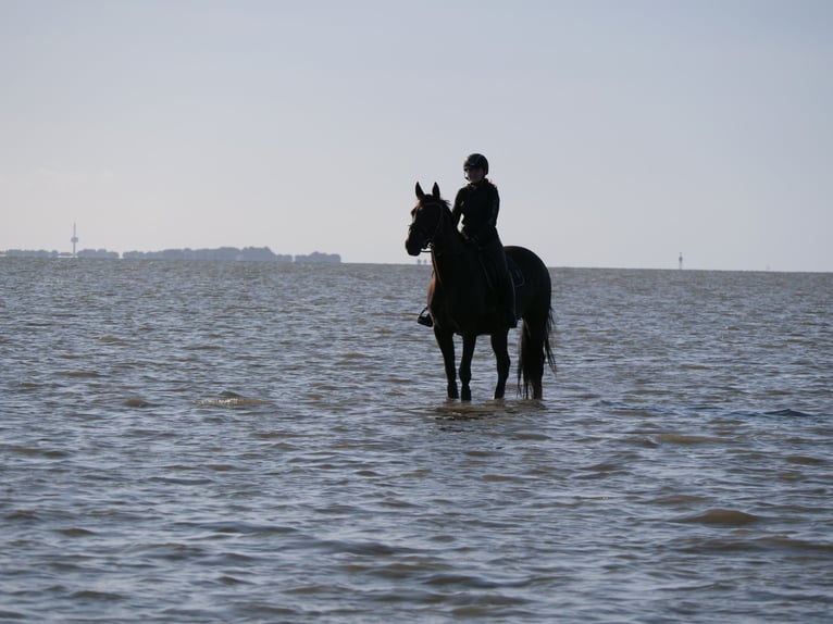 Hanoverian Mare 14 years 16,1 hh Brown in Arnsberg