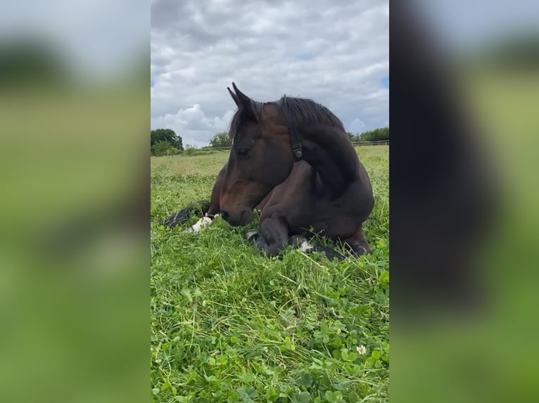 Hanoverian Mare 14 years 16,1 hh Brown in Arnsberg