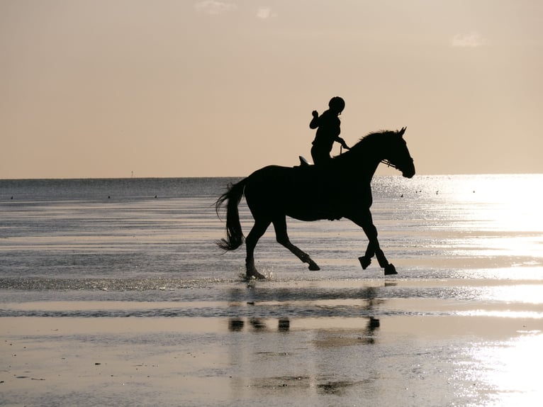 Hanoverian Mare 14 years 16,1 hh Brown in Arnsberg