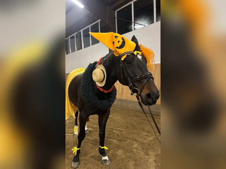 Hanoverian Mare 14 years 16,1 hh Brown in Arnsberg