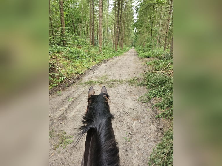 Hanoverian Mare 14 years 16,1 hh Brown in Moormerland