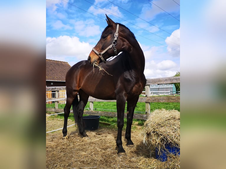 Hanoverian Mare 14 years 16,1 hh Brown in Moormerland