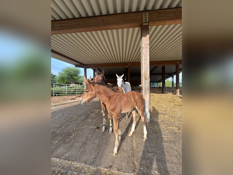 Hanoverian Mare 14 years 16,1 hh Brown-Light in Langenselbold