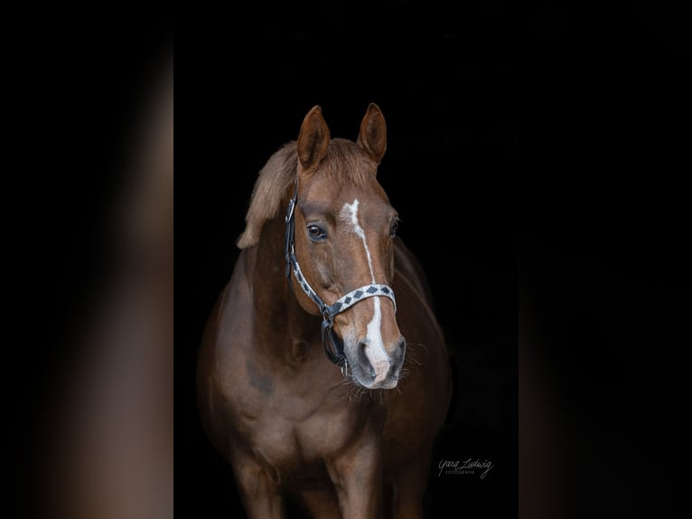 Hanoverian Mare 14 years 16,1 hh Chestnut in G&#xF6;denstorf