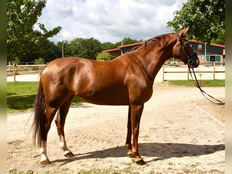 Hanoverian Mare 14 years 16,1 hh Chestnut in Bomlitz