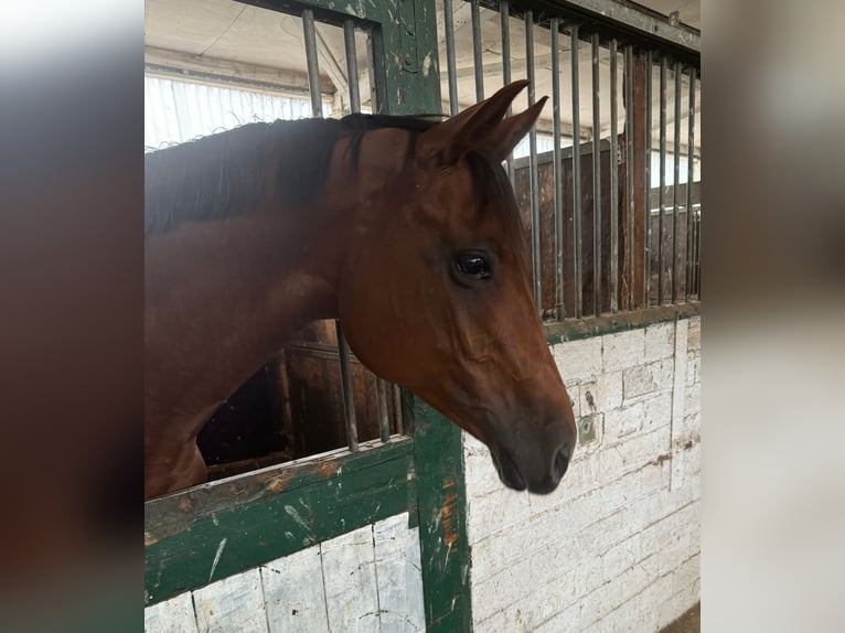 Hanoverian Mare 14 years 16,1 hh Chestnut in Quickborn