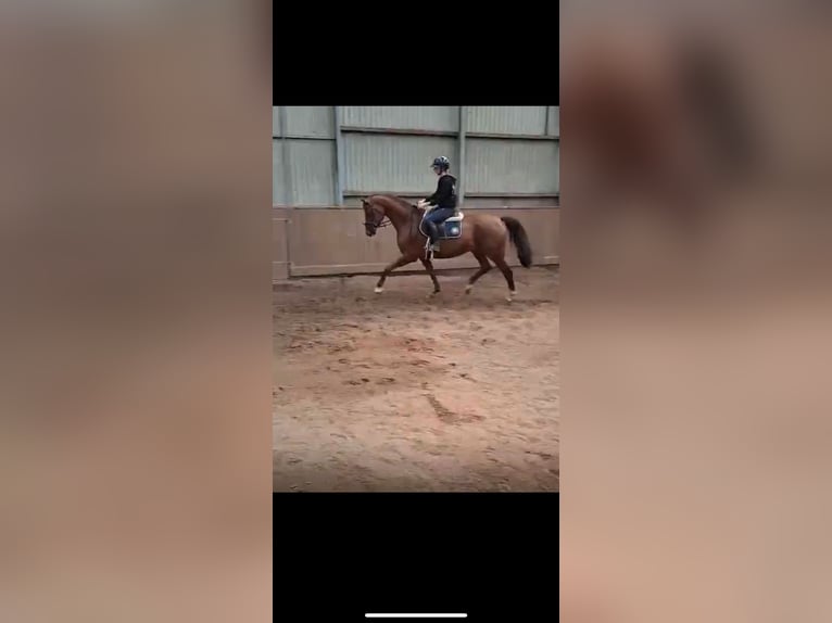 Hanoverian Mare 14 years 16,1 hh Chestnut in Quickborn
