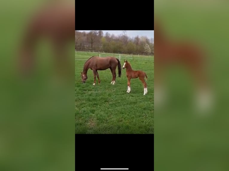 Hanoverian Mare 14 years 16,1 hh Chestnut in Quickborn
