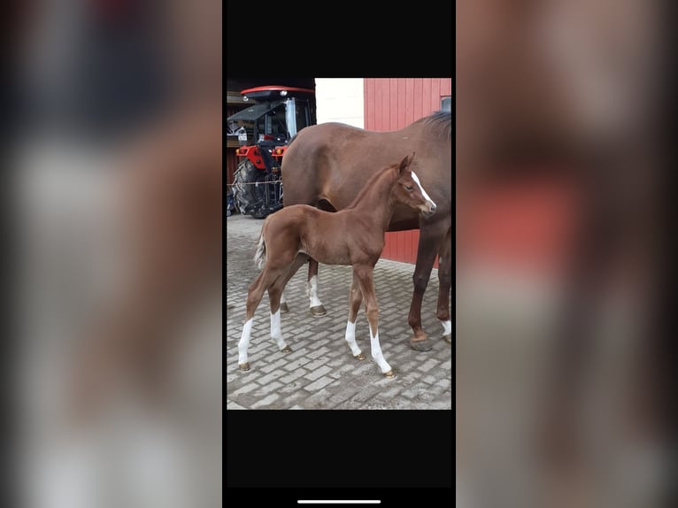 Hanoverian Mare 14 years 16,1 hh Chestnut in Quickborn